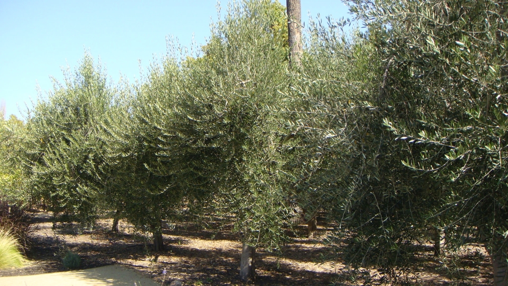 Olive Orchard